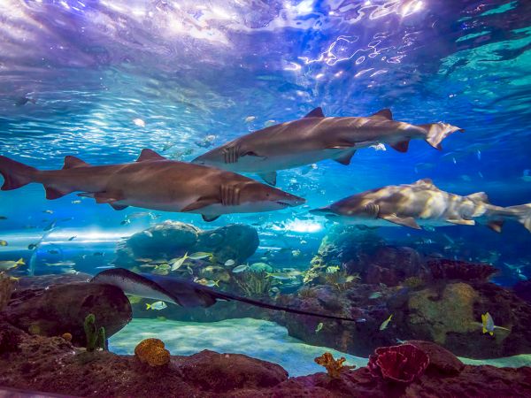 The image shows three sharks swimming in a vibrant aquarium with other fish and a stingray, set against rocks and corals under blue water.