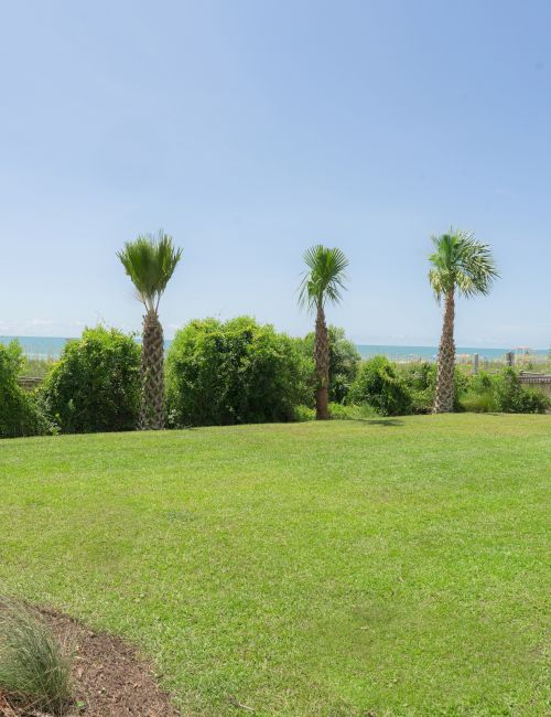 A grassy area with palm trees and a view of the ocean under a clear blue sky.