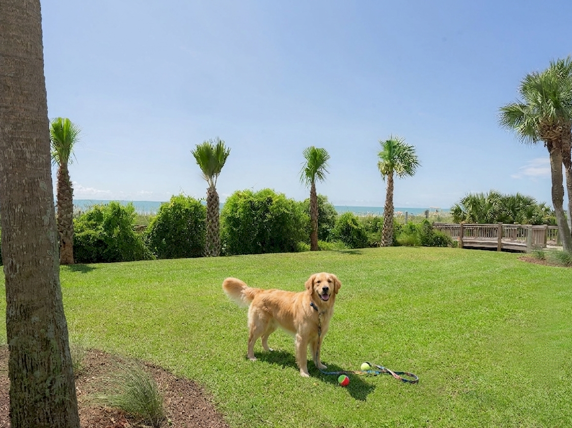 A golden retriever plays on a lush lawn with toys, while palm trees and the ocean sit in the background.